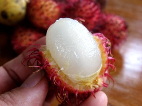 فوائد فاكهة الرامبوتان Rambutan Youtube