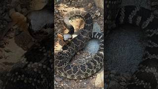 This Never Gets Old 🐍💪🏻🐍#adrenaline #youtube #snake #video #yes