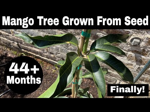 How To Grow A Mango Tree From Seed - 44 Months