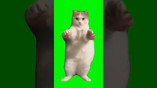 Футаж кот танцует. #shorts #youtube #youtubeshorts #memes #cat #greenscreen
