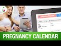 Pregnancy calendar day by day pregnancy calendar  pregistry