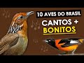 As 10 AVES com CANTOS MAIS BONITOS DO BRASIL | Pássaros brasileiros com cantos maravilhosos