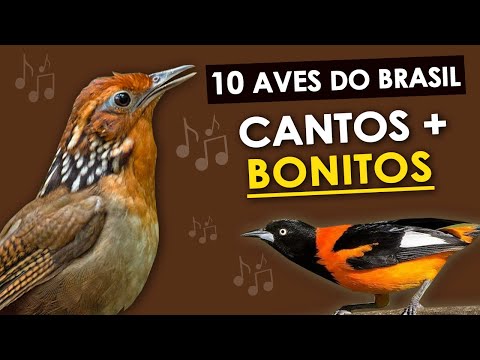 Vídeo: Que Pássaros São Conhecidos Por Seu Lindo Canto