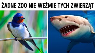 Tych zwierząt nigdy nie zobaczycie w zoo