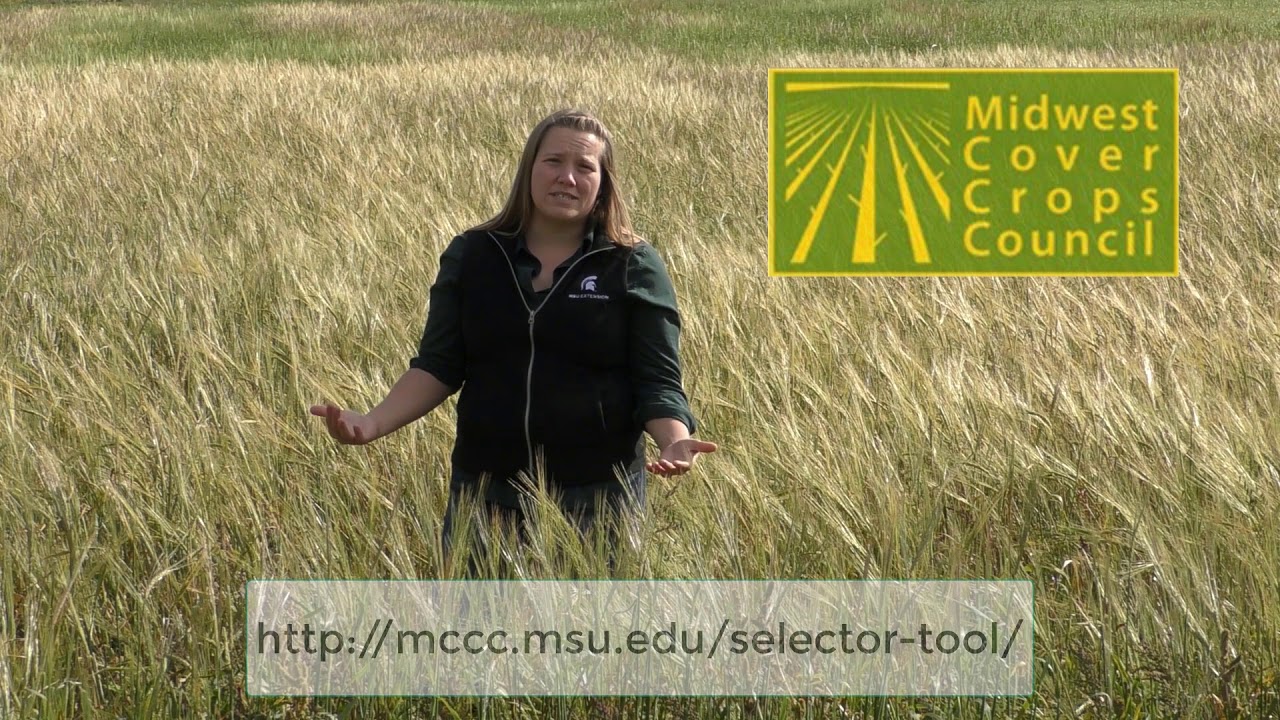 Selecting Cover Crop Species for a Mixture