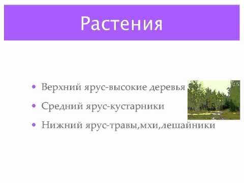 Веденеева фильмЭкосистема леса