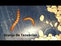 La Granja Definitiva Para Reproducir Tenebrios (Gusano De La Harina)