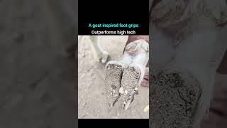 कुदरत की ऐसी टेक्नोलॉजी जिसे देखकर विज्ञान भी हैरान है! #shorts #viral