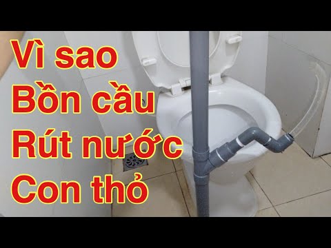 Video: Cây sung lá có an toàn cho mèo không?