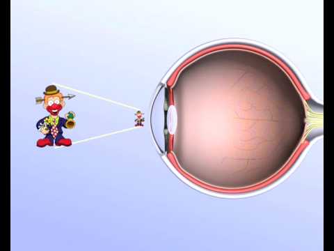 Wie funktioniert das Auge? l WOOZLE GOOZLE