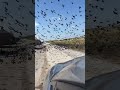 Common Grackle Birds Swarm Suburban Driveway