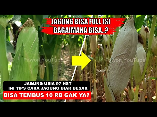 CUKUP LAKUKAN INI ..!! Agar Jagung Bertongkol Besar dan Daun Tidak Nglaras ( Kering ) class=