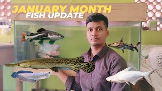 All My Fishes update 😍🥳|Fish Room Update💗|monster fish feeding #aquarium #tamil #fishtank