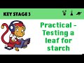 Photosynthesis and Variegated Leaves Quiz