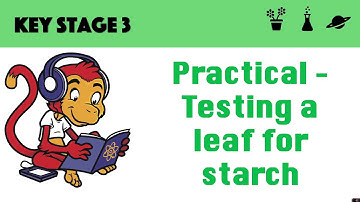 Testing a leaf for starch