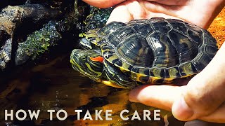 How to take care of a Turtle?  RED EARED SLIDER