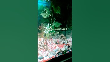 قرآن كريم إسلام صبحي #تلاوة_خاشعة #اسلام_صبحي #قرآن #القرآن_الكريم #استغفر_الله #اكسبلور #quran #