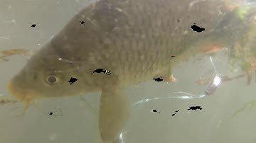 Thả Lưới Gặp Chép Khủng