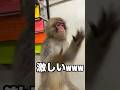 【爆笑】皮が赤いバナナ!?早く食べたくて待てないだいくん😂He CANNOT wait! Daikun’s funny reaction to a rare RED banana! #shorts