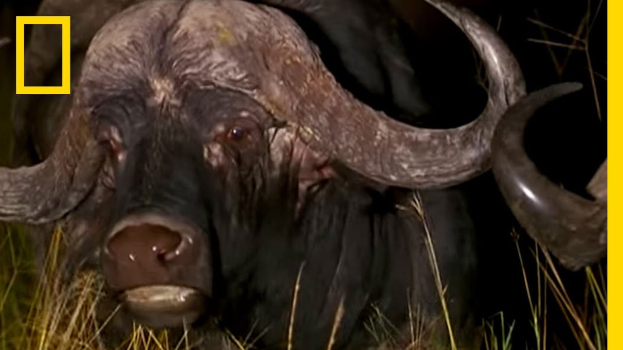 Lion Pride vs. Buffalo | National Geographic - YouTube