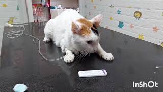 แมวมีอาการเบื่ออาหารอาเจียน ไม่กินข้าวกินน้ำ แมวป่วยเป็นอะไร? 🐱21 กรกฎาคม ค.ศ. 2023