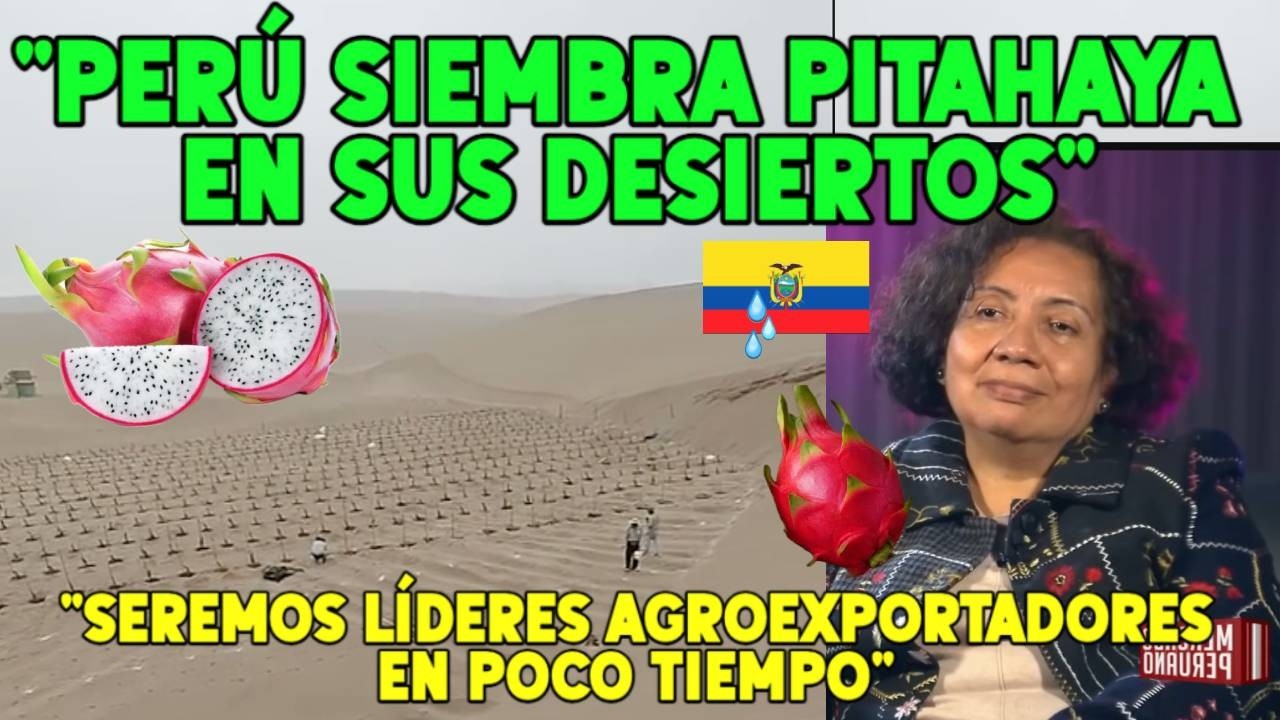 PERÚ RUMBO A LIDERAR EXPORTACIÓN DE PITAHAYA | 