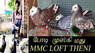 போடி முஸ்கி மது|MMC LOFT PIGEON| MUSKI COLLECTION|INDIAN MOOKEE |حمامة|mookee pigeon| head shaking