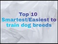 Top 10 Smartest/Easiest to train dog breeds Top 10 Smartest/Easiest to train dog breeds