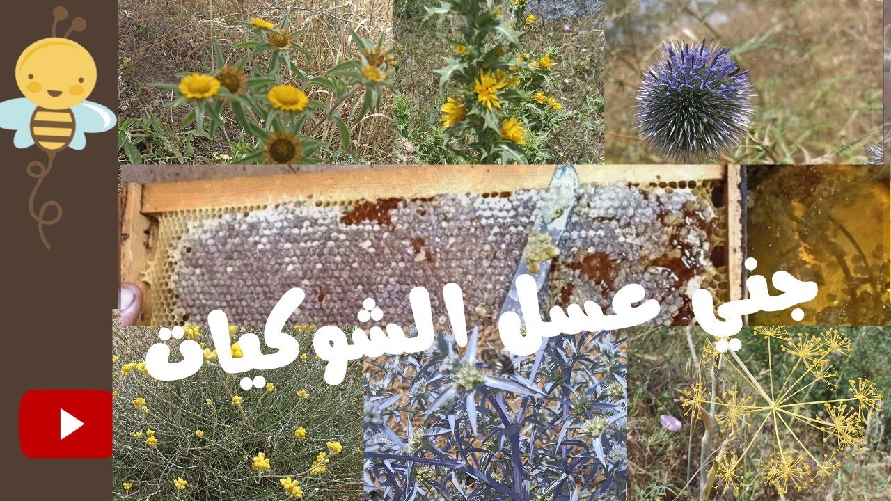 جني العسل / النباتات الشوكية بالصورة والإسم  متوجدة في المرعى  /🐝🐝🐝🐝