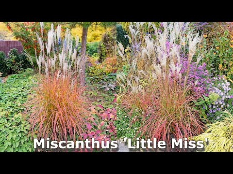 Video: Cỏ Thiếu nữ Miscanthus - Mẹo Trồng Các Giống Cỏ Tiên nữ