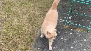 Henry out getting exercise #cats #cute #cat
