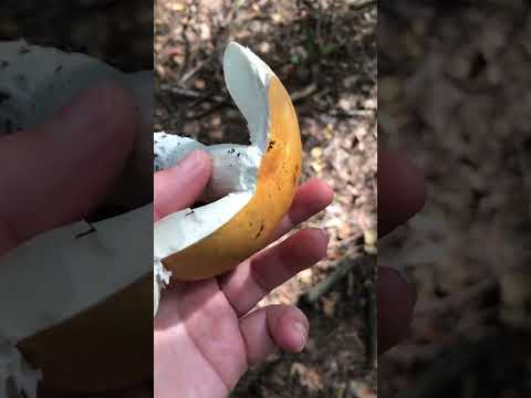 Сыроежка хороша!