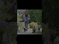 Transform Your Puppy Walks with Cobee!