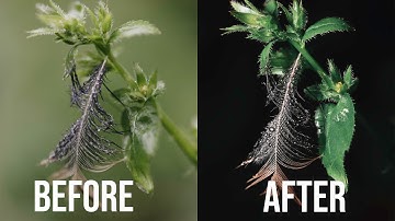 Macro lighting: A flash can TRANSFORM your images