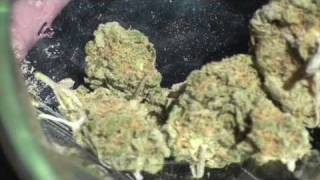 Blue Dream