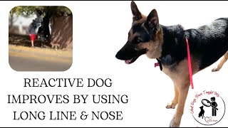 A Reactive Dog Improves By Using A Long Line & Nose