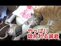 やっぱり妹に吸われてしまう兄猫の運命がわらえる。