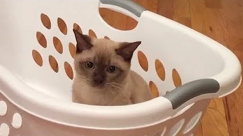 Watch the video about Cute Kitten Plays with Havanese Dog! Adorable Funny Pets!