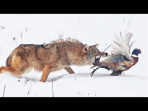 Video: Coyote Is A Prairie Wolf Native To America