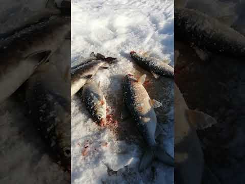 рыбалка на махалку рыбалка как ловить сига ленок рыбак рыбалочка