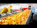 Pineapple juice production process inside the factory the best modern food processing machines