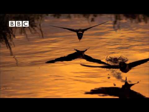 Video: Hoe snel vliegt een onbeladen zwaluw?