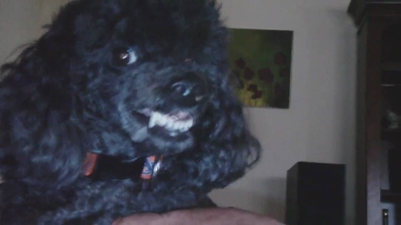 why do poodles smile