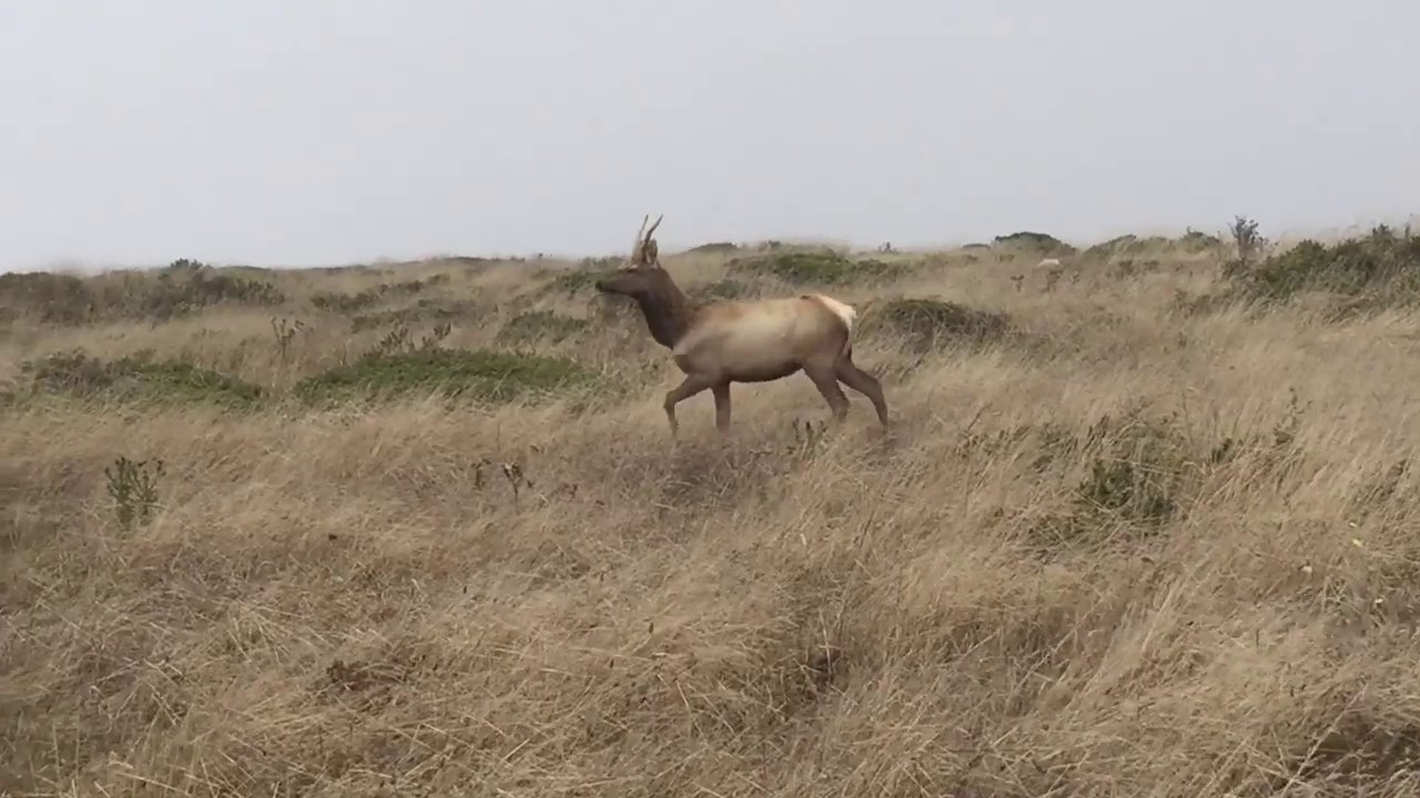 California 2019 - Pont Reyes National Seashore - YouTube