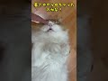 シンクで寝る猫／めちゃご無沙汰コロタです🐱