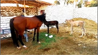 Vacinação de um burro com um potro ممنوع دخول الأطفال+12 جوازة حمار مع فرسة وأثارة وأكشن وكوميديا