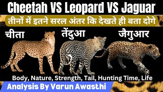 Cheetah/ Leopard/ Jaguar 10 से भी ज्यादा Interesting Differences