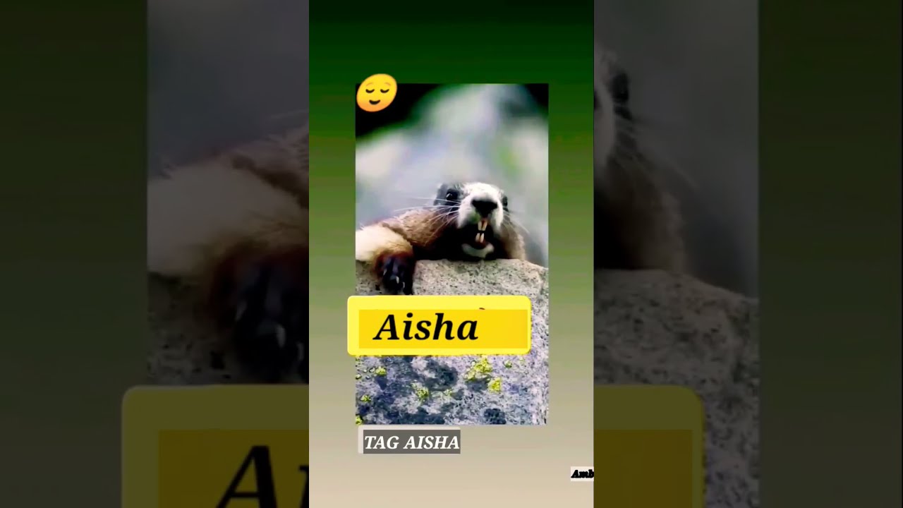 Aisha Name Status Statusvideo Funnyvideo Firstshortvideo Whatsappstatus Comedy Meme