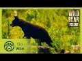 A Cub With a Kick | Wild Bear Rescue S01E01 | Go Wild
