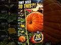 🎃 Giant Pumpkin Growth Timelapse | Seed to 1,000-Pound Monster in 20 Seconds! #Shorts